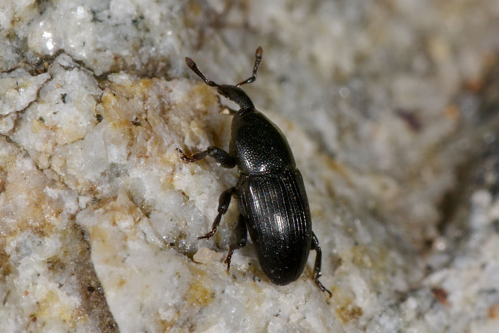 Melanobaris laticollis